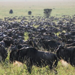 bulls and zebras grazing on grass plains